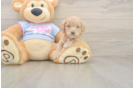 Little Malt a Poo Poodle Mix Puppy