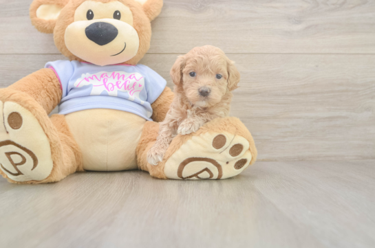 Little Malt a Poo Poodle Mix Puppy