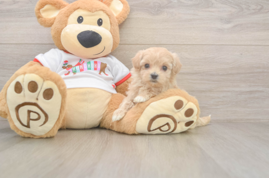 Best Maltipoo Baby
