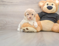 7 week old Maltipoo Puppy For Sale - Florida Fur Babies