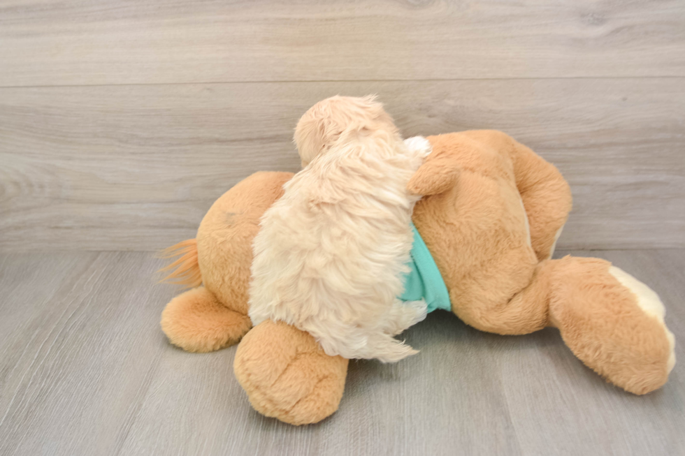 Playful Maltepoo Poodle Mix Puppy