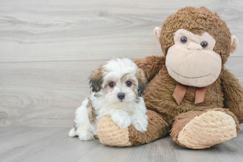 Friendly Maltipoo Baby
