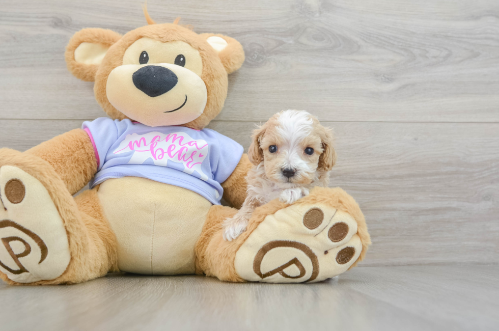 6 week old Maltipoo Puppy For Sale - Florida Fur Babies