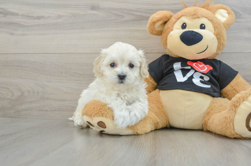 7 week old Maltipoo Puppy For Sale - Florida Fur Babies