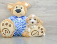 7 week old Maltipoo Puppy For Sale - Florida Fur Babies