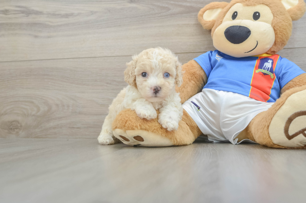 5 week old Maltipoo Puppy For Sale - Florida Fur Babies