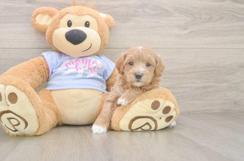 5 week old Maltipoo Puppy For Sale - Florida Fur Babies