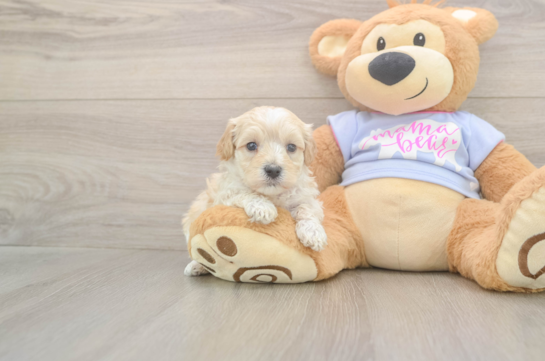 Maltipoo Pup Being Cute
