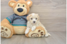 Playful Malt a Poo Poodle Mix Puppy
