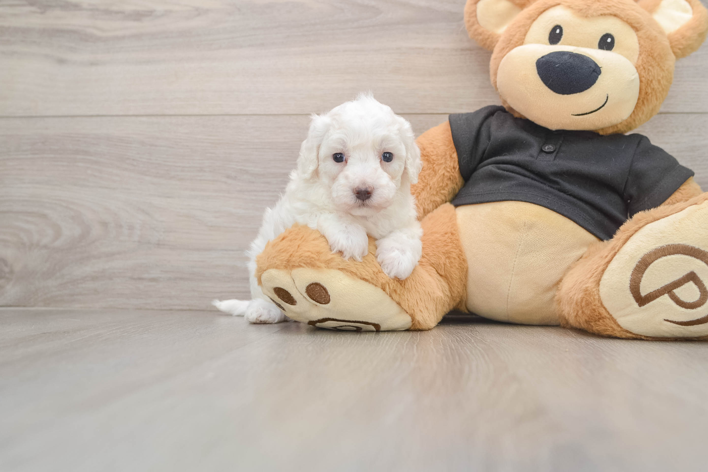 Adorable Multipoo Poodle Mix Puppy
