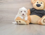 7 week old Maltipoo Puppy For Sale - Florida Fur Babies