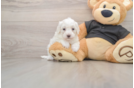 Adorable Multipoo Poodle Mix Puppy