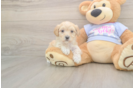 Maltipoo Puppy for Adoption