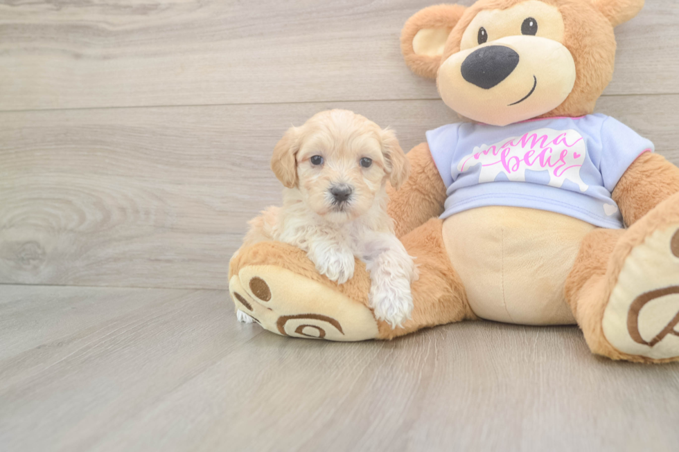 Maltipoo Puppy for Adoption