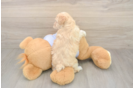Petite Maltipoo Poodle Mix Pup