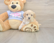8 week old Maltipoo Puppy For Sale - Florida Fur Babies