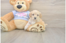 Maltipoo Puppy for Adoption