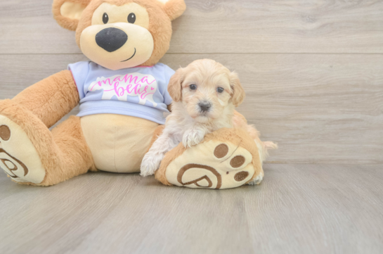 Maltipoo Puppy for Adoption