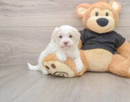 7 week old Maltipoo Puppy For Sale - Florida Fur Babies