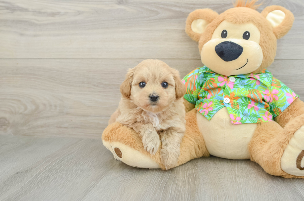 6 week old Maltipoo Puppy For Sale - Florida Fur Babies