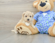 8 week old Maltipoo Puppy For Sale - Florida Fur Babies