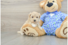 Maltipoo Puppy for Adoption