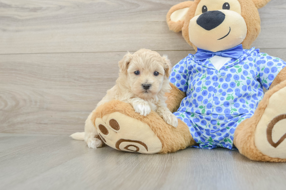 5 week old Maltipoo Puppy For Sale - Florida Fur Babies