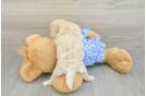 Little Maltidoodle Poodle Mix Puppy