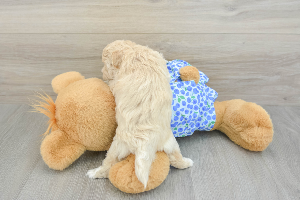 Little Maltidoodle Poodle Mix Puppy