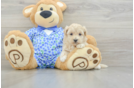 Happy Maltipoo Baby