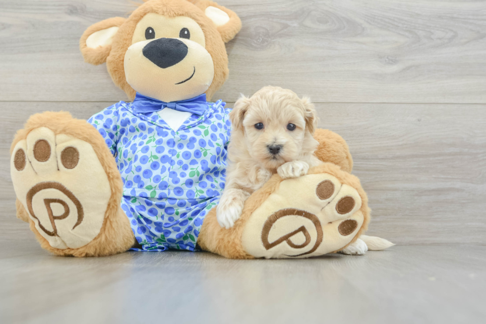 Happy Maltipoo Baby