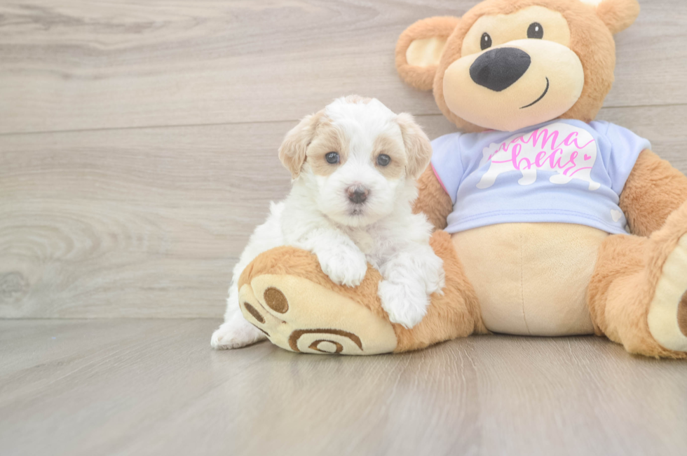 5 week old Maltipoo Puppy For Sale - Florida Fur Babies