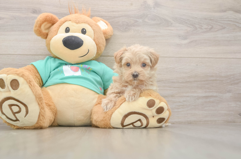 5 week old Maltipoo Puppy For Sale - Florida Fur Babies