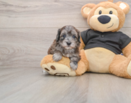 8 week old Maltipoo Puppy For Sale - Florida Fur Babies