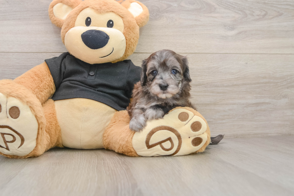 Sweet Maltipoo Baby