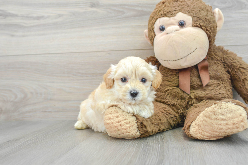 Meet Easton - our Maltipoo Puppy Photo 1/3 - Florida Fur Babies
