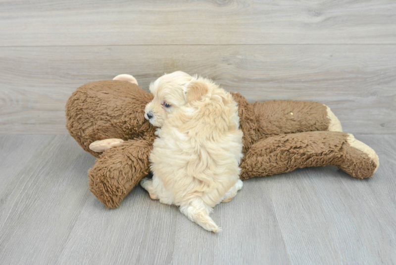 Meet Easton - our Maltipoo Puppy Photo 2/3 - Florida Fur Babies