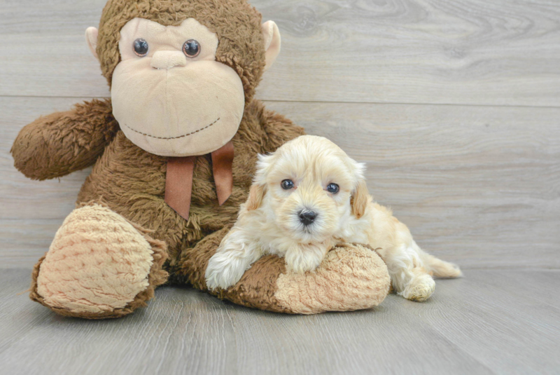 Meet Easton - our Maltipoo Puppy Photo 3/3 - Florida Fur Babies
