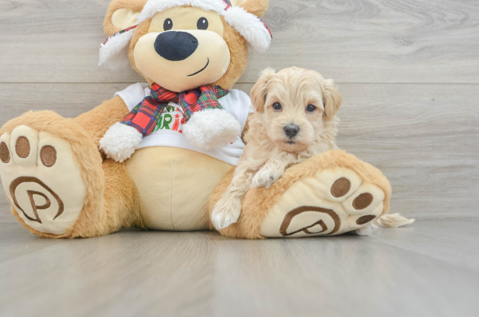 6 week old Maltipoo Puppy For Sale - Florida Fur Babies