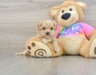 8 week old Maltipoo Puppy For Sale - Florida Fur Babies