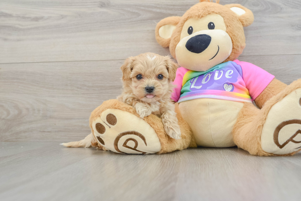 Maltipoo Pup Being Cute