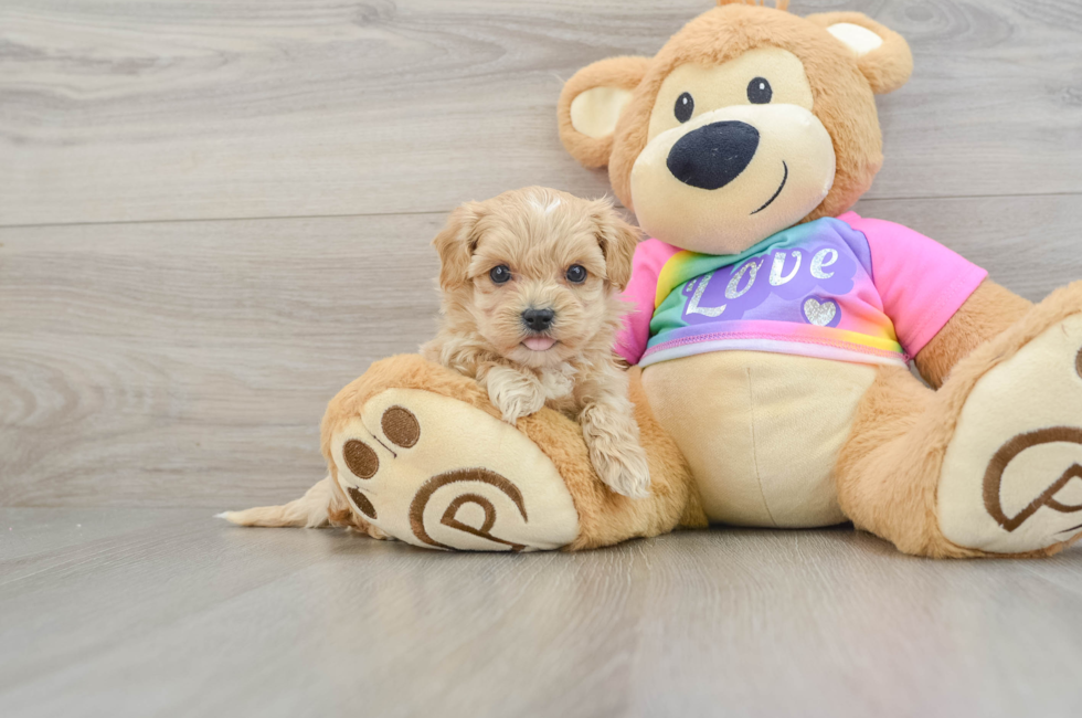 6 week old Maltipoo Puppy For Sale - Florida Fur Babies