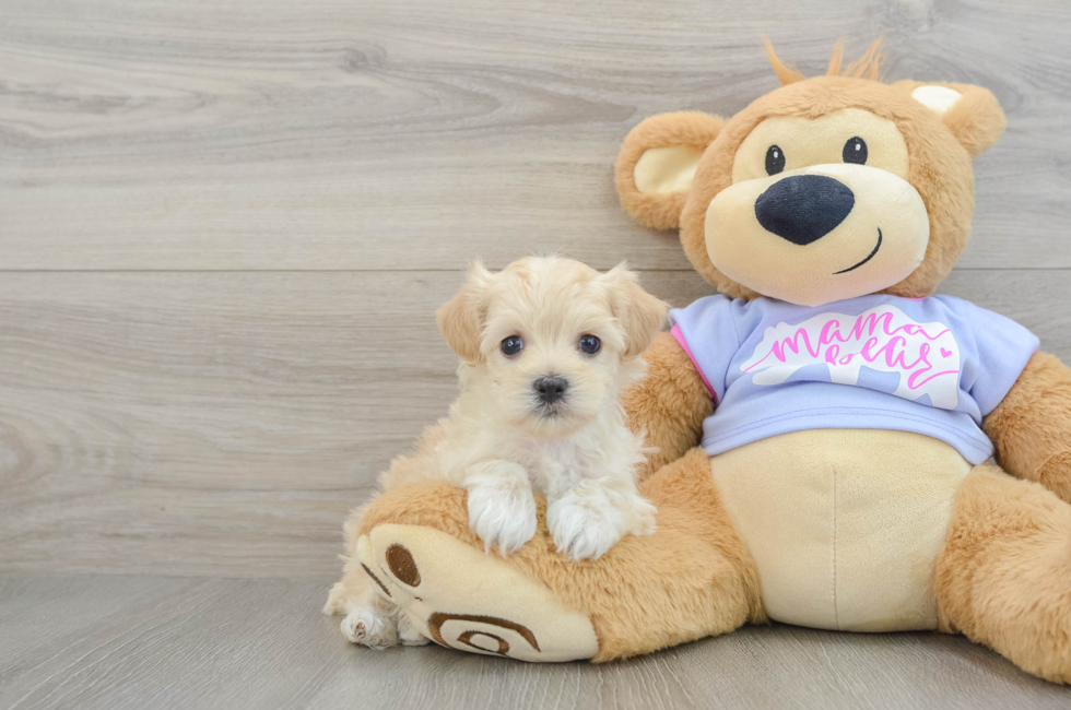 5 week old Maltipoo Puppy For Sale - Florida Fur Babies