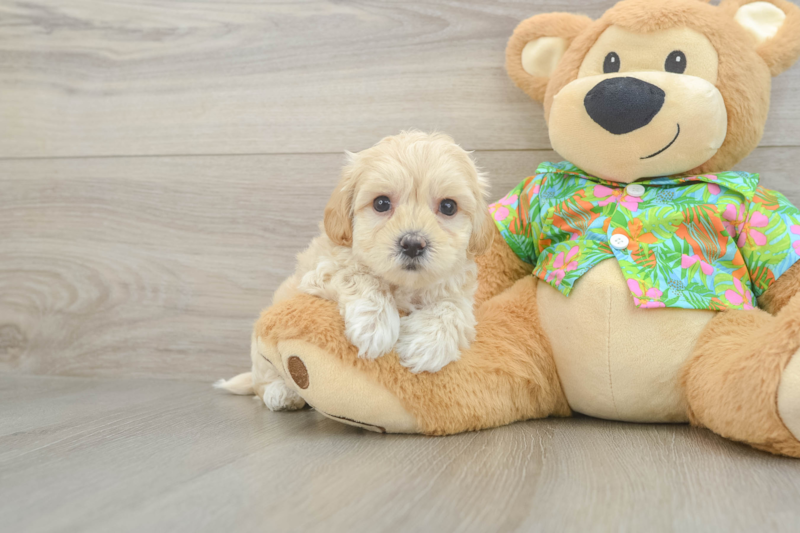 Meet Easton - our Maltipoo Puppy Photo 1/3 - Florida Fur Babies