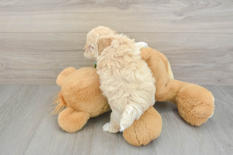 Meet Easton - our Maltipoo Puppy Photo 2/3 - Florida Fur Babies