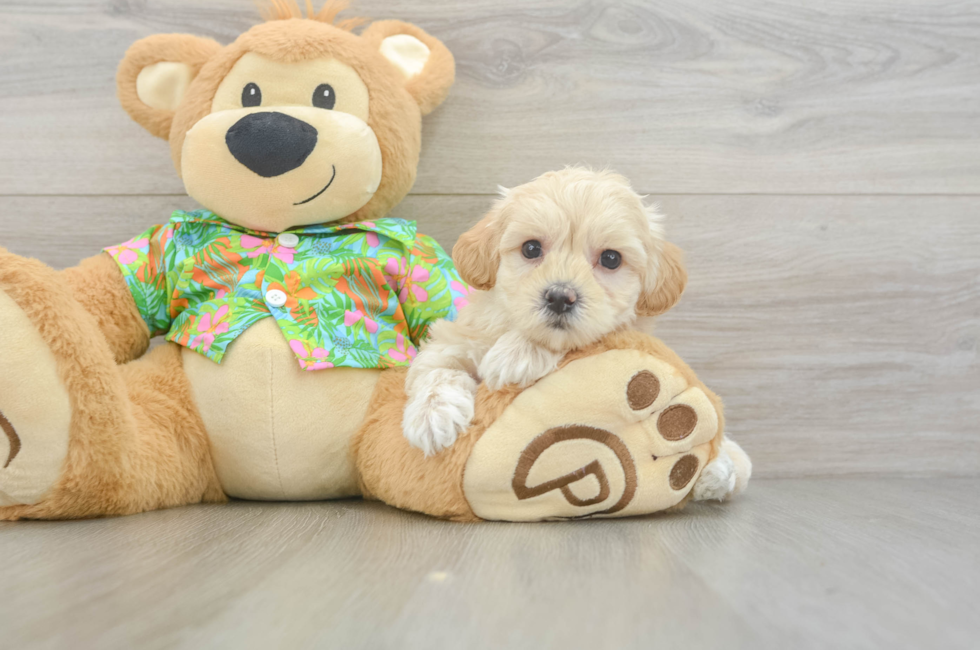 6 week old Maltipoo Puppy For Sale - Florida Fur Babies