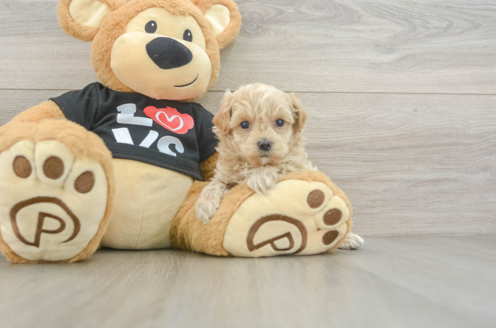 5 week old Maltipoo Puppy For Sale - Florida Fur Babies