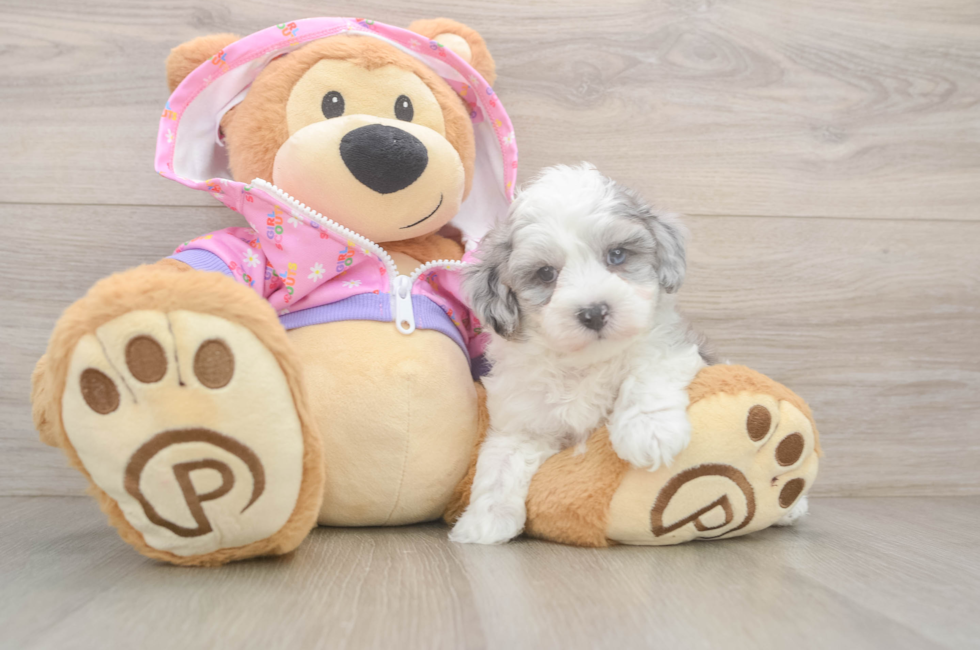 6 week old Maltipoo Puppy For Sale - Florida Fur Babies