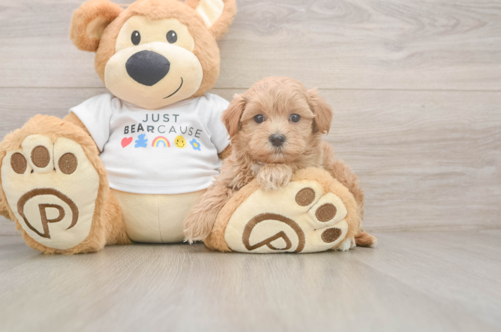 6 week old Maltipoo Puppy For Sale - Florida Fur Babies