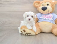 9 week old Maltipoo Puppy For Sale - Florida Fur Babies